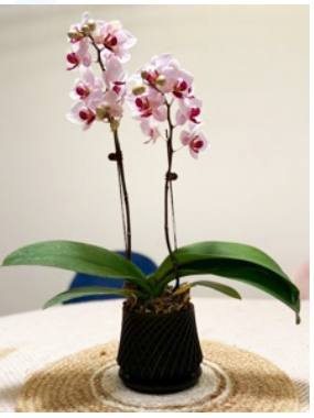 環保花器（基本款）